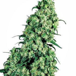 Sensi Seeds – Skunk #1 (Feminized)