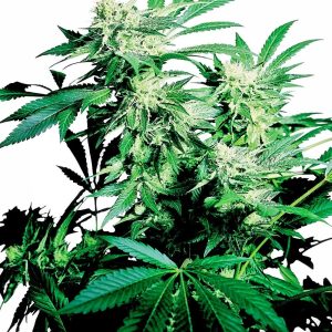 Sensi Seeds – Skunk Kush (Regular M/F)