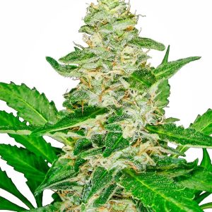 Sensi Seeds – Super Skunk Auto (Autoflower)
