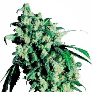 Sensi Seeds – Super Skunk (Feminized)