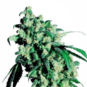 Sensi Seeds – Super Skunk (Regular M/F)