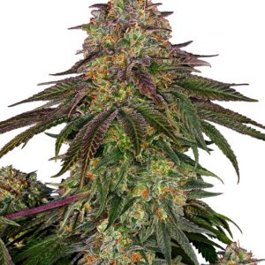 Sensi Seeds – Sweet Cherry Kush (Feminized)