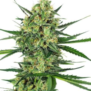 Sensi Seeds – Tangerine Sugar (Feminized)