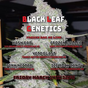 Black Leaf Genetics – Frozen Bag Multipack (Feminized)