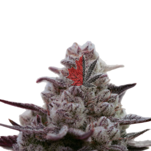 Black Leaf Genetics – Frozen Baller (Feminized) - Image 2