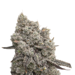 Black Leaf Genetics – Hash Bar (Feminized) - Image 2