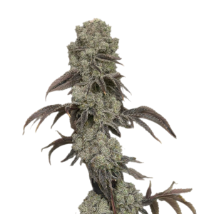Black Leaf Genetics – Ice Rock Candy (Feminized) - Image 2