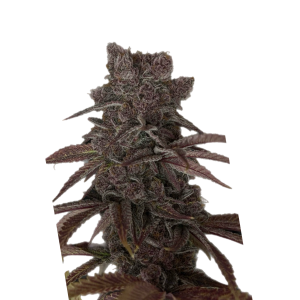 Black Leaf Genetics – Pink Nectar (Feminized) - Image 2