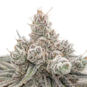 Black Leaf Genetics – Yeti Blast (Feminized) - Image 2