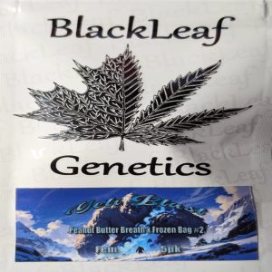 Black Leaf Genetics – Yeti Blast (Feminized)