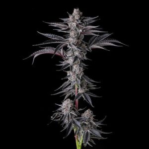 Compound Genetics – New Money (Feminized)