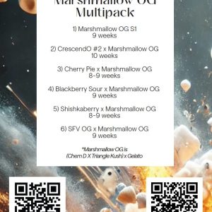 Ethos – Marshmallow OG Multipack (Feminized)