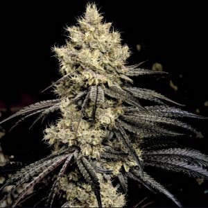 Ethos – Pillows R1 (Feminized) - Image 2