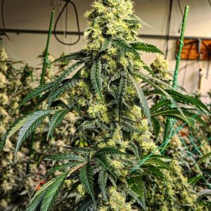 Ethos – Sour G R1 (Feminized) - Image 2