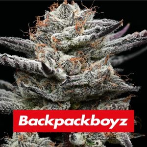 Barney’s Farm – Black Cherry Gushers (Feminized)