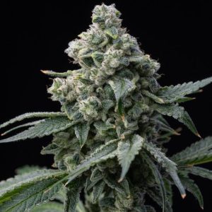 Barney’s Farm – Bruce Banner (Feminized)
