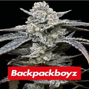 Barney’s Farm – Lemon Cherry Gelato (Feminized)
