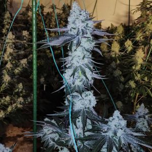Ethos – All The Sauces R1 (Feminized) - Image 2