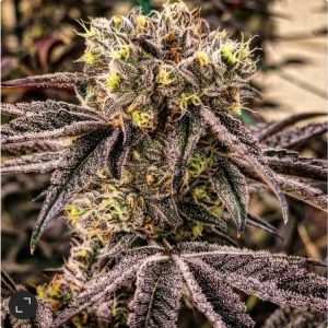 Ethos – M.C. Nuggets R1 (Feminized) - Image 2