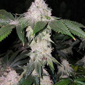 Ethos – Wrank S1 (Feminized) - Image 2