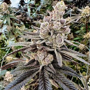 Exotic Genetix – Color Blast (Feminized)