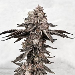 Exotic Genetix – Dripadellic (Feminized)