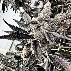 Exotic Genetix – Gooch Goblin (Feminized)