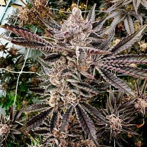 Exotic Genetix – Mona’s Magic (Feminized)