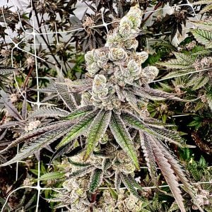 Exotic Genetix – Neon Nights (Feminized)