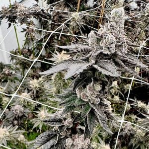 Exotic Genetix – Shagzilla (Feminized)