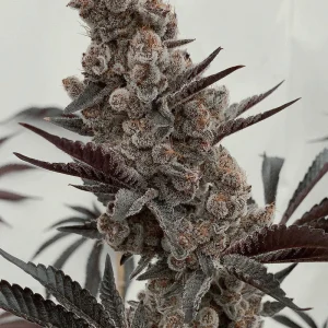 Solfire Gardens – Bahama Mama S1 (Feminized)