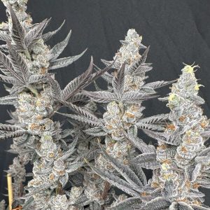 Solfire Gardens – Diamond Daggers (Feminized)