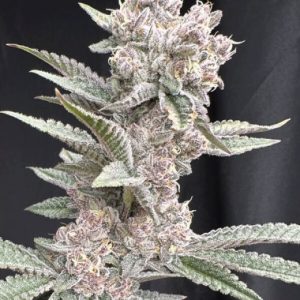 Solfire Gardens – Funk in Da Trunk (Feminized)