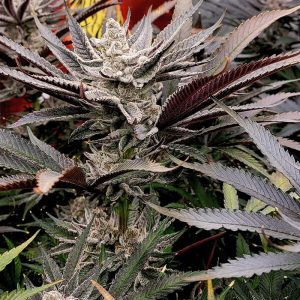Solfire Gardens – FX3 (Feminized)