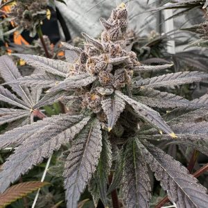 Solfire Gardens – Gasserole (Feminized)