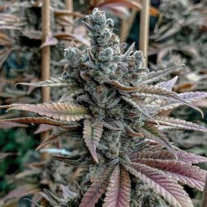 Solfire Gardens – Lemon Elixir (Feminized)