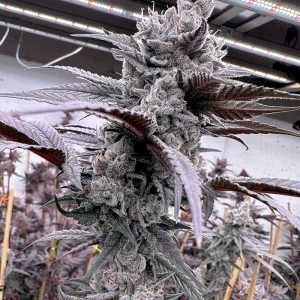 Solfire Gardens – Lung Buster (Feminized)