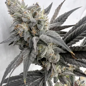 Solfire Gardens – Mega Mind (Feminized)