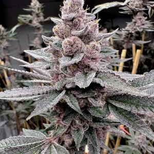 Solfire Gardens – Miami Madness (Feminized)