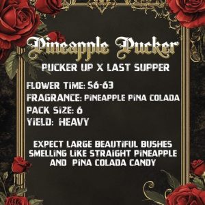 Solfire Gardens – Pineapple Pucker (Feminized) - Image 2