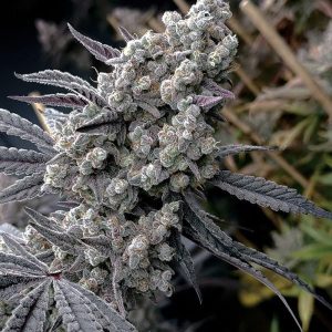 Solfire Gardens – Pineapple Pucker (Feminized)