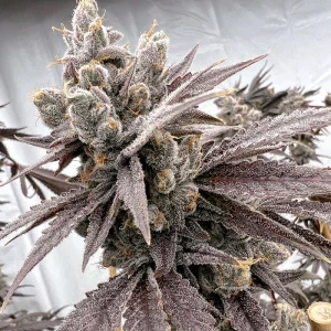 Solfire Gardens – Shot Caller (Feminized)