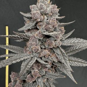 Solfire Gardens – Sinferno (Feminized)