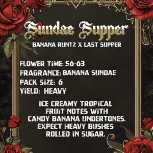 Solfire Gardens – Sundae Supper (Feminized) - Image 2