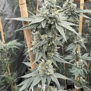 Solfire Gardens – Sundae Supper (Feminized)