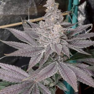 Solfire Gardens – Swolfire (Feminized)