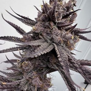 Solfire Gardens – Trap God (Feminized)
