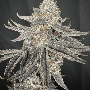 Solfire Gardens – Yacht Party (Feminized)