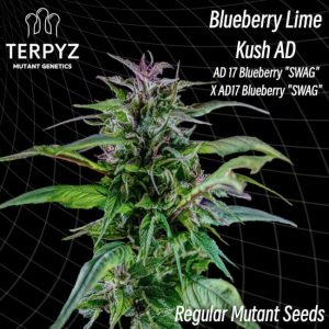 TerpyZ Mutant Genetics – Blueberry Lime Kush AD (Regular M/F)