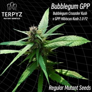 TerpyZ Mutant Genetics – Bubblegum GPP (Regular M/F)